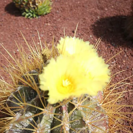 Willa Lanzarote