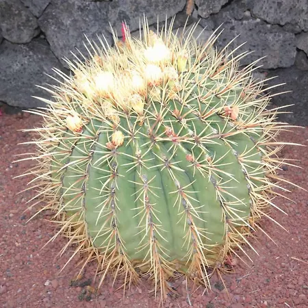 Villa Lanzarote