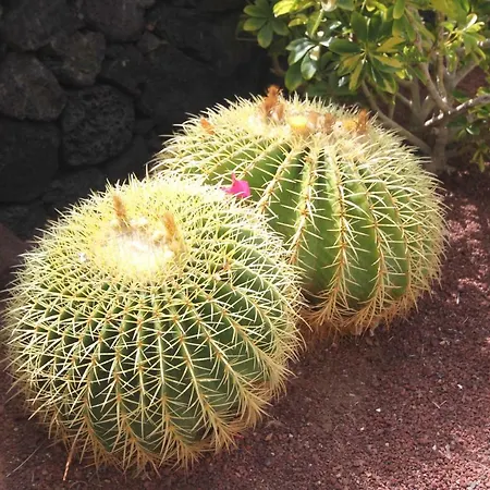 Lanzarote Villa *